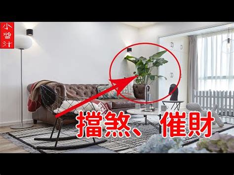 擋煞植物 辦公室|【擋煞植物 辦公室】在辦公室放擋煞植物！招財擋小。